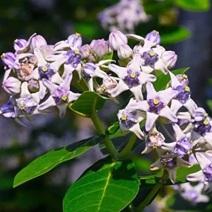 Milkweed Seeds - Perennial Broadleaf Evergreen Plant, Attracts Butterflies, Drought Tolerant, Hedge/Border, Outdoor, 5 Count - Image 3