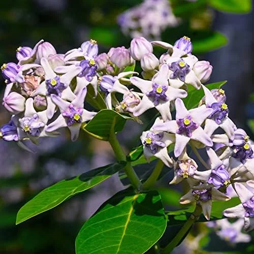 Milkweed Seeds - Perennial Broadleaf Evergreen Plant, Attracts Butterflies, Drought Tolerant, Hedge/Border, Outdoor, 5 Count - Image 3