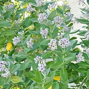 Milkweed Seeds - Perennial Broadleaf Evergreen Plant, Attracts Butterflies, Drought Tolerant, Hedge/Border, Outdoor, 5 Count - Image 4
