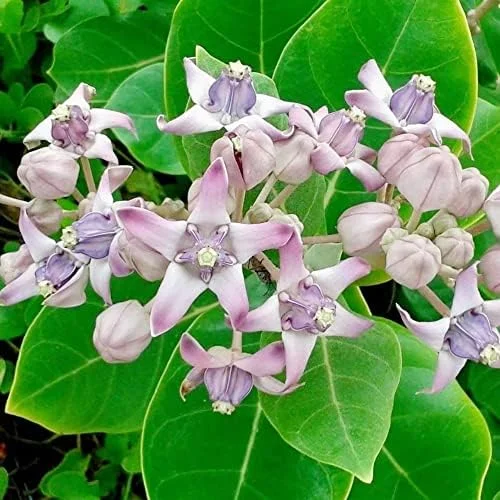 Milkweed Seeds - Perennial Broadleaf Evergreen Plant, Attracts Butterflies, Drought Tolerant, Hedge/Border, Outdoor, 5 Count - Image 5