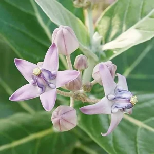 Milkweed Seeds - Perennial Broadleaf Evergreen Plant, Attracts Butterflies, Drought Tolerant, Hedge/Border, Outdoor, 5 Count - Image 6