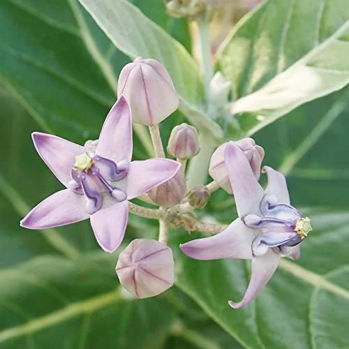 Milkweed Seeds - Perennial Broadleaf Evergreen Plant, Attracts Butterflies, Drought Tolerant, Hedge/Border, Outdoor, 5 Count - Image 6