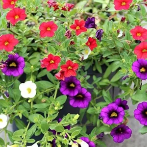 Million Bells Flower Seeds 100Pcs, Ornamental Low Growing Trailing Plants, Red Purple Yellow, Outdoor
