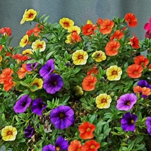 Alternative view of Million Bells Flower Seeds 100Pcs, Ornamental Low Growing Trailing Plants, Red Purple Yellow, Outdoor