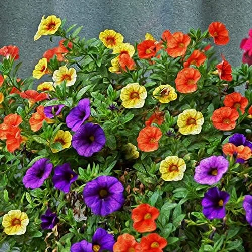 Million Bells Flower Seeds 100Pcs, Ornamental Low Growing Trailing Plants, Red Purple Yellow, Outdoor - Image 2