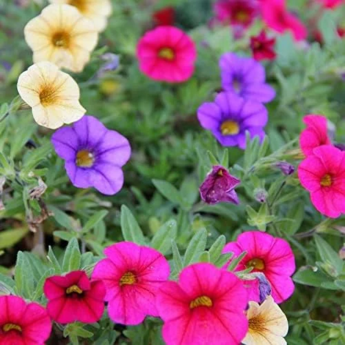 Million Bells Flower Seeds 100Pcs, Ornamental Low Growing Trailing Plants, Red Purple Yellow, Outdoor - Image 3