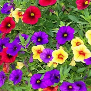 Million Bells Flower Seeds 100Pcs, Ornamental Low Growing Trailing Plants, Red Purple Yellow, Outdoor - Image 4