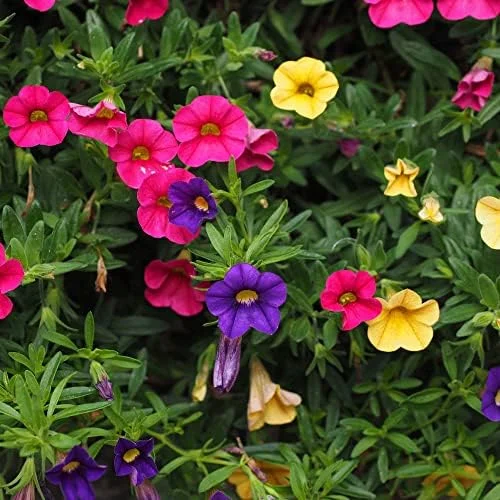 Million Bells Flower Seeds 100Pcs, Ornamental Low Growing Trailing Plants, Red Purple Yellow, Outdoor - Image 5