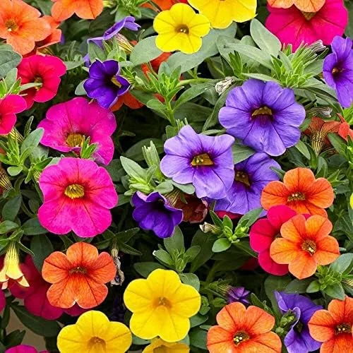 Million Bells Flower Seeds 100Pcs, Ornamental Low Growing Trailing Plants, Red Purple Yellow, Outdoor - Image 6