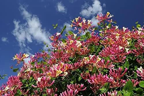 Mixed Honeysuckle Seeds 1000+ Pack - Fragrant Cloud Vine Flowers - Non-GMO Pink Red White