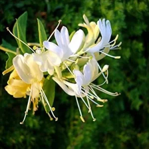 Alternative view of Mixed Honeysuckle Seeds 1000+ Pack - Fragrant Cloud Vine Flowers - Non-GMO Pink Red White