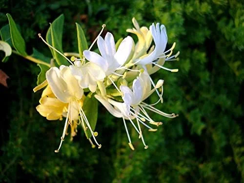 Mixed Honeysuckle Seeds 1000+ Pack - Fragrant Cloud Vine Flowers - Non-GMO Pink Red White - Image 2