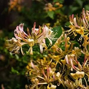 Mixed Honeysuckle Seeds 1000+ Pack - Fragrant Cloud Vine Flowers - Non-GMO Pink Red White - Image 3