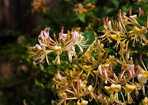 Mixed Honeysuckle Seeds 1000+ Pack - Fragrant Cloud Vine Flowers - Non-GMO Pink Red White - Image 3