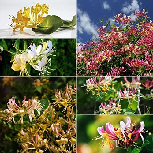 Mixed Honeysuckle Seeds 1000+ Pack - Fragrant Cloud Vine Flowers - Non-GMO Pink Red White - Image 4