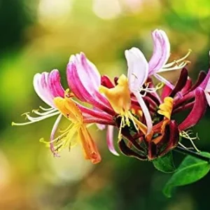Mixed Honeysuckle Seeds 1000+ Pack - Fragrant Cloud Vine Flowers - Non-GMO Pink Red White - Image 6