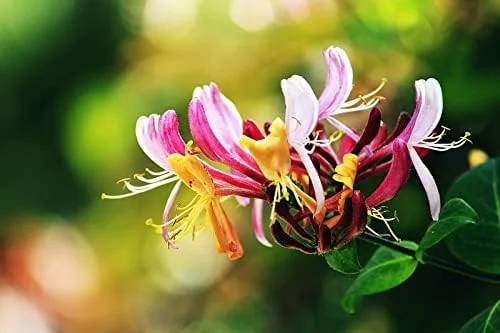 Mixed Honeysuckle Seeds 1000+ Pack - Fragrant Cloud Vine Flowers - Non-GMO Pink Red White - Image 6
