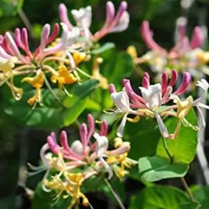 Mixed Honeysuckle Seeds 1000+ Pack - Fragrant Cloud Vine Flowers - Non-GMO Pink Red White - Image 7