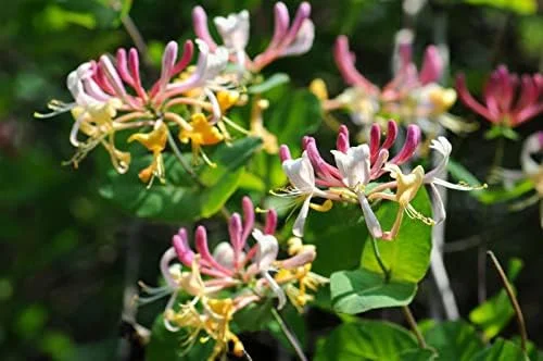 Mixed Honeysuckle Seeds 1000+ Pack - Fragrant Cloud Vine Flowers - Non-GMO Pink Red White - Image 7