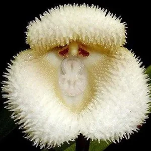 Alternative view of Monkey Face Orchid Seeds 10Pcs Flower Seeds Perennial Non-GMO Fragrant Indoor Potted Plant Red Yellow White Brown