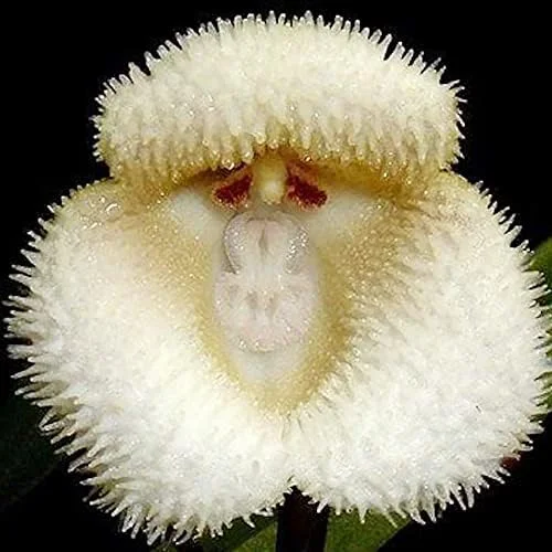Monkey Face Orchid Seeds 10Pcs Flower Seeds Perennial Non-GMO Fragrant Indoor Potted Plant Red Yellow White Brown - Image 2