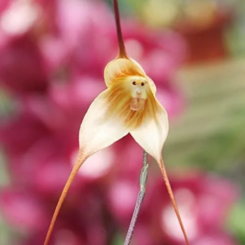 Monkey Face Orchid Seeds 10Pcs Flower Seeds Perennial Non-GMO Fragrant Indoor Potted Plant Red Yellow White Brown - Image 3