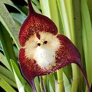 Monkey Face Orchid Seeds 10Pcs Flower Seeds Perennial Non-GMO Fragrant Indoor Potted Plant Red Yellow White Brown - Image 4