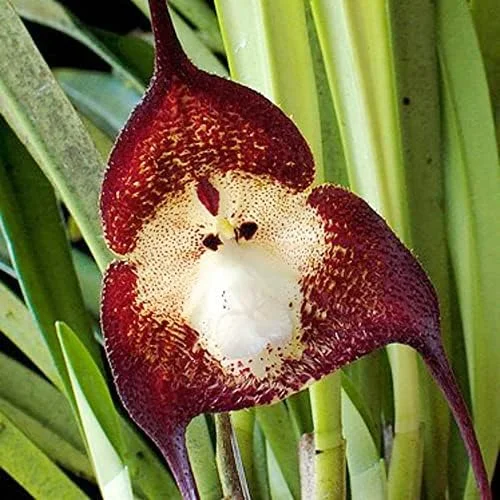 Monkey Face Orchid Seeds 10Pcs Flower Seeds Perennial Non-GMO Fragrant Indoor Potted Plant Red Yellow White Brown - Image 4