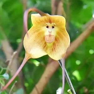 Monkey Face Orchid Seeds 10Pcs Flower Seeds Perennial Non-GMO Fragrant Indoor Potted Plant Red Yellow White Brown - Image 5