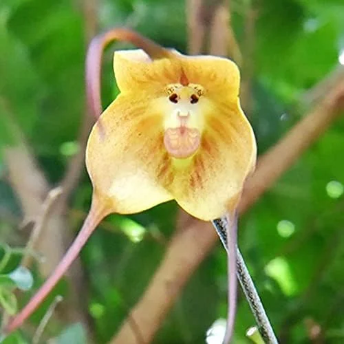 Monkey Face Orchid Seeds 10Pcs Flower Seeds Perennial Non-GMO Fragrant Indoor Potted Plant Red Yellow White Brown - Image 5