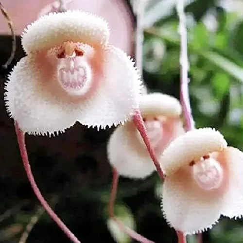 Monkey Face Orchid Seeds 10Pcs Flower Seeds Perennial Non-GMO Fragrant Indoor Potted Plant Red Yellow White Brown - Image 6