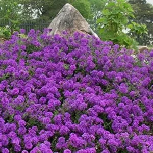 Moss Verbena Groundcover Seeds, Creeping Perennial, Purple Flower, 50+ Count