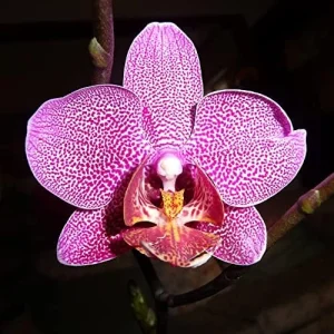 Alternative view of Moth Orchid Flower Seeds 200Pcs - Large, Fragrant, Long Blooming Houseplant