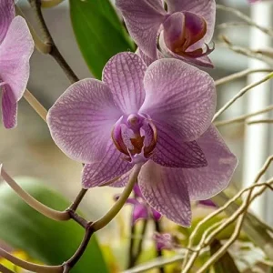 Moth Orchid Flower Seeds 200Pcs - Large, Fragrant, Long Blooming Houseplant - Image 3
