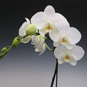 Moth Orchid Flower Seeds 200Pcs - Large, Fragrant, Long Blooming Houseplant - Image 4