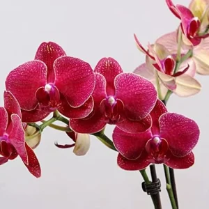 Moth Orchid Flower Seeds 200Pcs - Large, Fragrant, Long Blooming Houseplant - Image 5