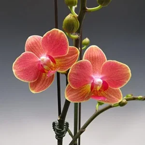 Moth Orchid Flower Seeds 200Pcs - Large, Fragrant, Long Blooming Houseplant - Image 6