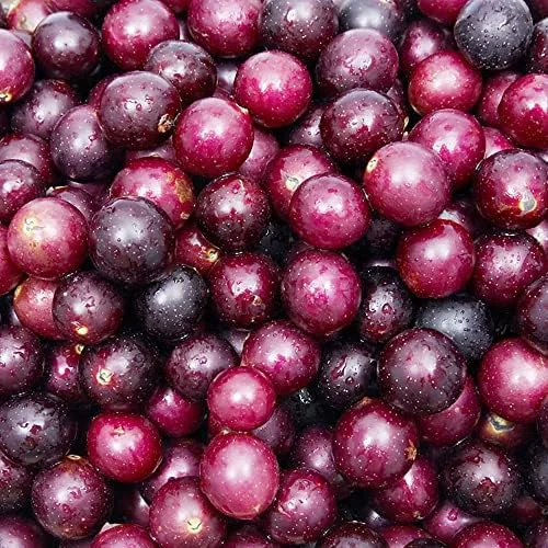 Muscadine Grape Seeds Climbing Vine Per20Pcs Fruit Seeds Perennial Sweet Flavor Fast Growing Tasty Juice Rich in Vitamins for Arbors Pergolas Trellises Outdoor
