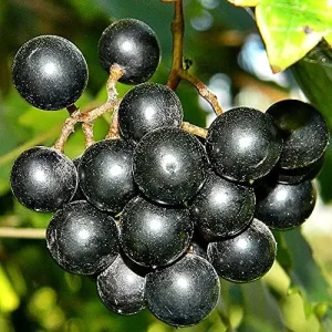 Alternative view of Muscadine Grape Seeds Climbing Vine Per20Pcs Fruit Seeds Perennial Sweet Flavor Fast Growing Tasty Juice Rich in Vitamins for Arbors Pergolas Trellises Outdoor