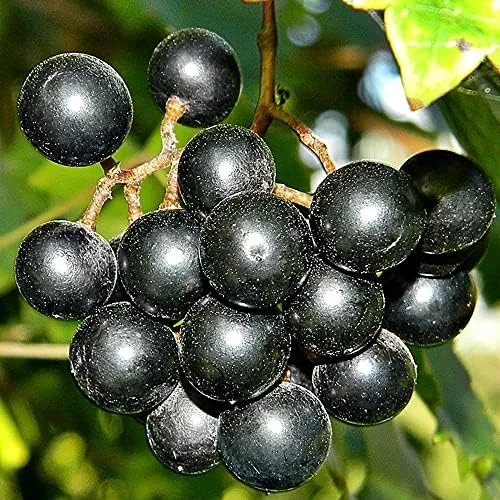 Muscadine Grape Seeds Climbing Vine Per20Pcs Fruit Seeds Perennial Sweet Flavor Fast Growing Tasty Juice Rich in Vitamins for Arbors Pergolas Trellises Outdoor - Image 2