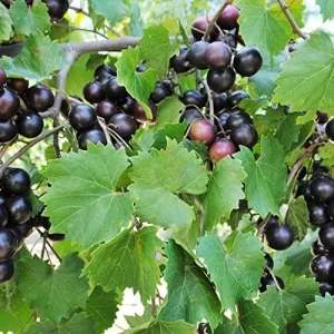 Muscadine Grape Seeds Climbing Vine Per20Pcs Fruit Seeds Perennial Sweet Flavor Fast Growing Tasty Juice Rich in Vitamins for Arbors Pergolas Trellises Outdoor - Image 3