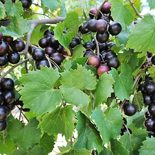 Muscadine Grape Seeds Climbing Vine Per20Pcs Fruit Seeds Perennial Sweet Flavor Fast Growing Tasty Juice Rich in Vitamins for Arbors Pergolas Trellises Outdoor - Image 3