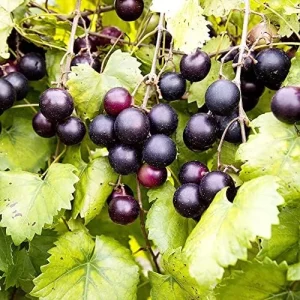 Muscadine Grape Seeds Climbing Vine Per20Pcs Fruit Seeds Perennial Sweet Flavor Fast Growing Tasty Juice Rich in Vitamins for Arbors Pergolas Trellises Outdoor - Image 4