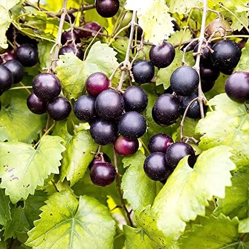 Muscadine Grape Seeds Climbing Vine Per20Pcs Fruit Seeds Perennial Sweet Flavor Fast Growing Tasty Juice Rich in Vitamins for Arbors Pergolas Trellises Outdoor - Image 4