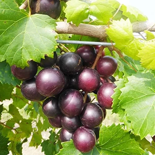 Muscadine Grape Seeds Climbing Vine Per20Pcs Fruit Seeds Perennial Sweet Flavor Fast Growing Tasty Juice Rich in Vitamins for Arbors Pergolas Trellises Outdoor - Image 5