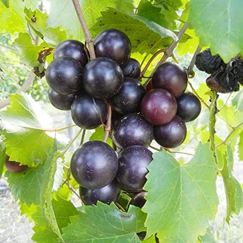 Muscadine Grape Seeds Climbing Vine Per20Pcs Fruit Seeds Perennial Sweet Flavor Fast Growing Tasty Juice Rich in Vitamins for Arbors Pergolas Trellises Outdoor - Image 6