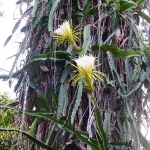Night Blooming Cereus Seeds Queen of the Night Cactus Plant White Flowers Fragrant Hanging Baskets 50 Pcs - Image 3