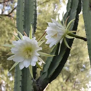Night Blooming Cereus Seeds Queen of the Night Cactus Plant White Flowers Fragrant Hanging Baskets 50 Pcs - Image 4