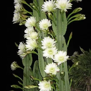Night Blooming Cereus Seeds Queen of the Night Cactus Plant White Flowers Fragrant Hanging Baskets 50 Pcs - Image 5