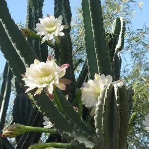 Night Blooming Cereus Seeds Queen of the Night Cactus Plant White Flowers Fragrant Hanging Baskets 50 Pcs - Image 6